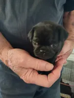 Tiny Jake male, a male Pug for sale in Springfield, MO – Photo 3 of 3