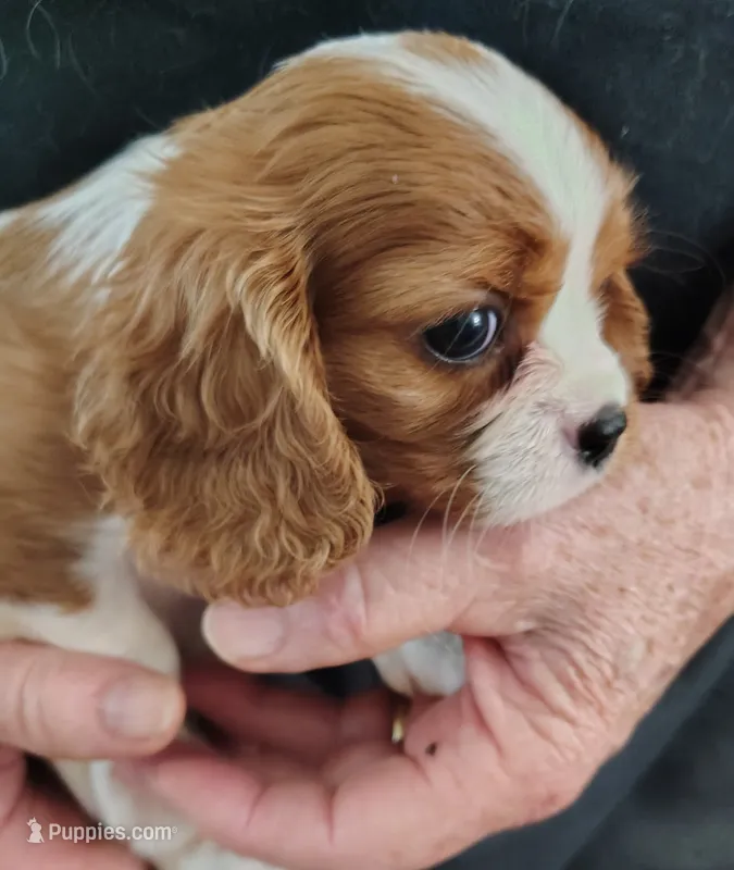 Sammy – Cavalier King Charles Spaniel puppy for sale in Springfield, MO