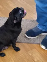 Sophie, a female Pug for sale in Springfield, MO – 3 of 3