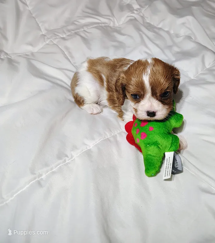 Sammy – Cavalier King Charles Spaniel puppy for sale in Springfield, MO