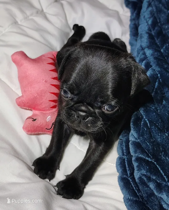 Pebbles girl  – Pug puppy for sale in Springfield, MO