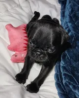 Pebbles girl , a female Pug for sale in Springfield, MO – 1 of 4