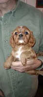 Little Buddy, a male Cavalier King Charles Spaniel for sale in Springfield, MO – Photo 6 of 9