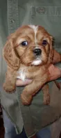 Little Buddy, a male Cavalier King Charles Spaniel for sale in Springfield, MO – Photo 7 of 9