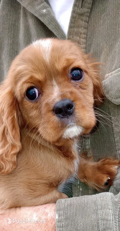 Little Buddy, a male Cavalier King Charles Spaniel for sale in Springfield, MO – Photo 1 of 9