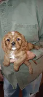 Little Buddy, a male Cavalier King Charles Spaniel for sale in Springfield, MO – Photo 8 of 9