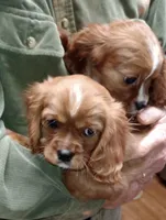 Little Buddy, a male Cavalier King Charles Spaniel for sale in Springfield, MO – Photo 5 of 9