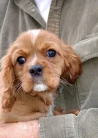 Little Buddy, a male Cavalier King Charles Spaniel for sale in Springfield, MO – Photo 3 of 9