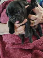 Dumpling, a female Pug for sale in Springfield, MO – 4 of 5