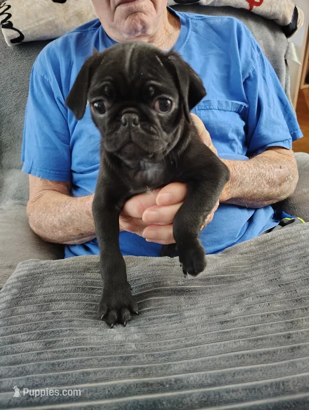 Midnight boy – Pug puppy for sale in Springfield, MO