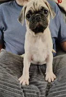 Biscuit, a male Pug for sale in Springfield, MO – 3 of 4