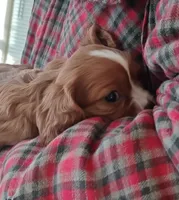 Lucy, a female Cavalier King Charles Spaniel for sale in Springfield, MO – Photo 4 of 5