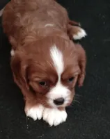 Lucy, a female Cavalier King Charles Spaniel for sale in Springfield, MO – Photo 5 of 5