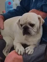 Snowball male, a male Pug for sale in Springfield, MO – 6 of 6