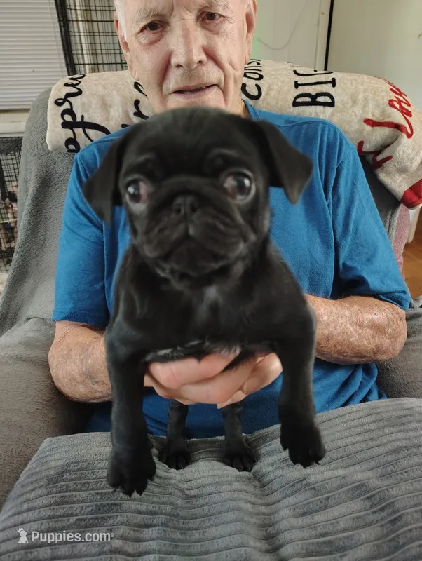Jellybean – Pug puppy for sale in Springfield, MO