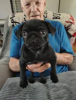 Jellybean, a female Pug for sale in Springfield, MO – 1 of 1