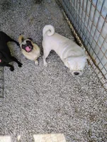 Snowball, a male Pug for sale in Springfield, MO – 2 of 3