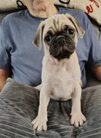 Biscuit, a male Pug for sale in Springfield, MO – 2 of 4