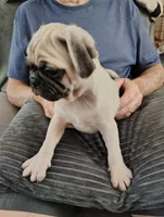 Biscuit, a male Pug for sale in Springfield, MO – 4 of 4