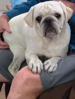 Snowball male, a male Pug for sale in Springfield, MO – 5 of 6