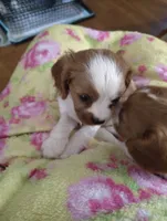 Teddy, a male Cavalier King Charles Spaniel for sale in Springfield, MO – 3 of 3