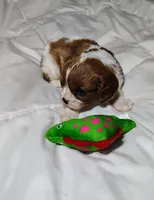 Sammy, a male Cavalier King Charles Spaniel for sale in Springfield, MO – 5 of 5