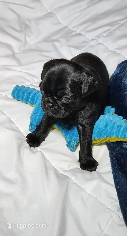 Midnight boy – Pug puppy for sale in Springfield, MO