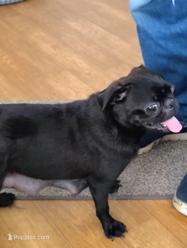 Sophie – Pug puppy for sale in Springfield, MO