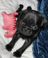 Pebbles girl , a female Pug for sale in Springfield, MO – 3 of 4