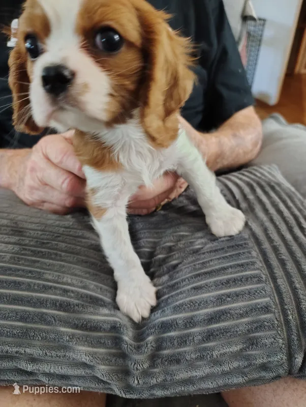 Ivy rose  – Cavalier King Charles Spaniel puppy for sale in Springfield, MO