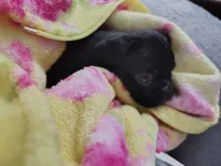 Princess, a female Pug for sale in Springfield, MO – 4 of 4