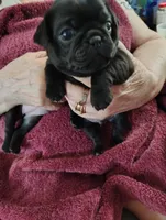 Dumpling, a female Pug for sale in Springfield, MO – 5 of 5