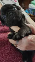 Dumpling, a female Pug for sale in Springfield, MO – 2 of 5
