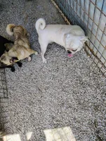 Snowball, a male Pug for sale in Springfield, MO – 3 of 3