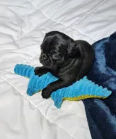 Midnight boy, a male Pug for sale in Springfield, MO – 5 of 6