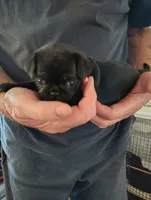 Tiny Jake male, a male Pug for sale in Springfield, MO – Photo 2 of 3