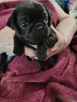 Dumpling, a female Pug for sale in Springfield, MO – 3 of 5