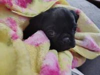 Princess, a female Pug for sale in Springfield, MO – 2 of 4