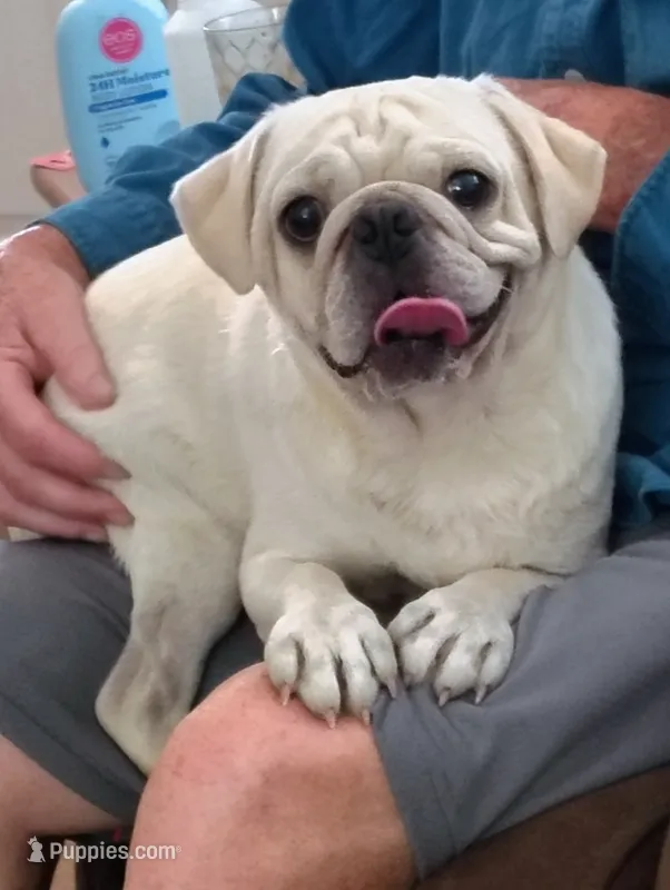 Snowball – Pug puppy for sale in Springfield, MO