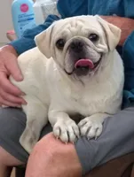 Snowball male, a male Pug for sale in Springfield, MO – 1 of 6