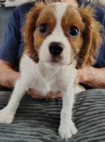 Buster, a male Cavalier King Charles Spaniel for sale in Springfield, MO – 4 of 4