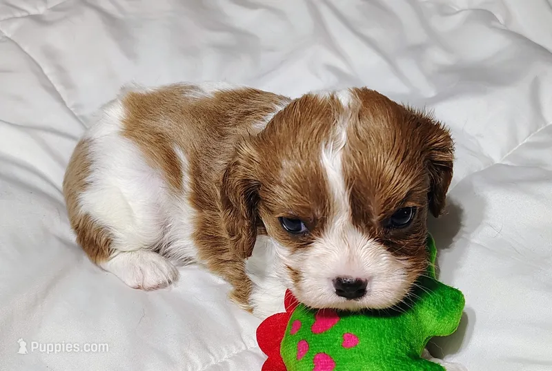 Sammy – Cavalier King Charles Spaniel puppy for sale in Springfield, MO
