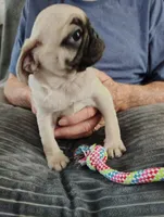 Petunia, a female Pug for sale in Springfield, MO – 3 of 4