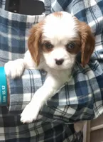 leo, a male Cavalier King Charles Spaniel for sale in Springfield, MO – Photo 2 of 2