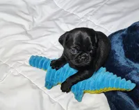 Midnight boy, a male Pug for sale in Springfield, MO – 2 of 6