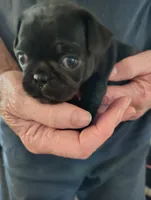 Tiny Jake male, a male Pug for sale in Springfield, MO – Photo 1 of 3