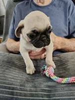 Petunia, a female Pug for sale in Springfield, MO – 2 of 4