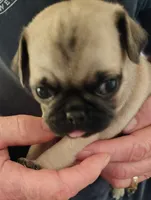 Mr biscuit, a male Pug for sale in Springfield, MO – Photo 1 of 5