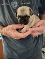 Mr biscuit, a male Pug for sale in Springfield, MO – Photo 4 of 5