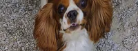Louie, a male Cavalier King Charles Spaniel for sale in Springfield, MO – 3 of 5